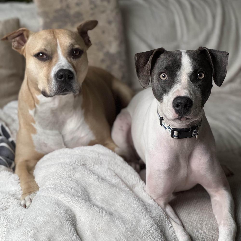 Enlarge Fern - AVAILABLE, a Adoptable mixed breed in Seattle, WA image 1/6