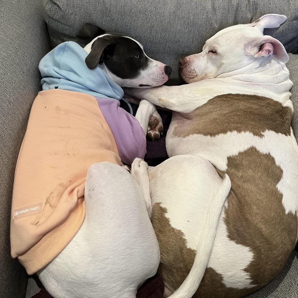 Enlarge Fern - AVAILABLE, a Adoptable mixed breed in Seattle, WA image 3/6