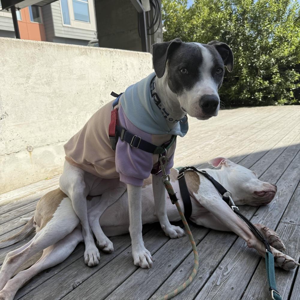 Enlarge Fern - AVAILABLE, a Adoptable mixed breed in Seattle, WA image 4/6