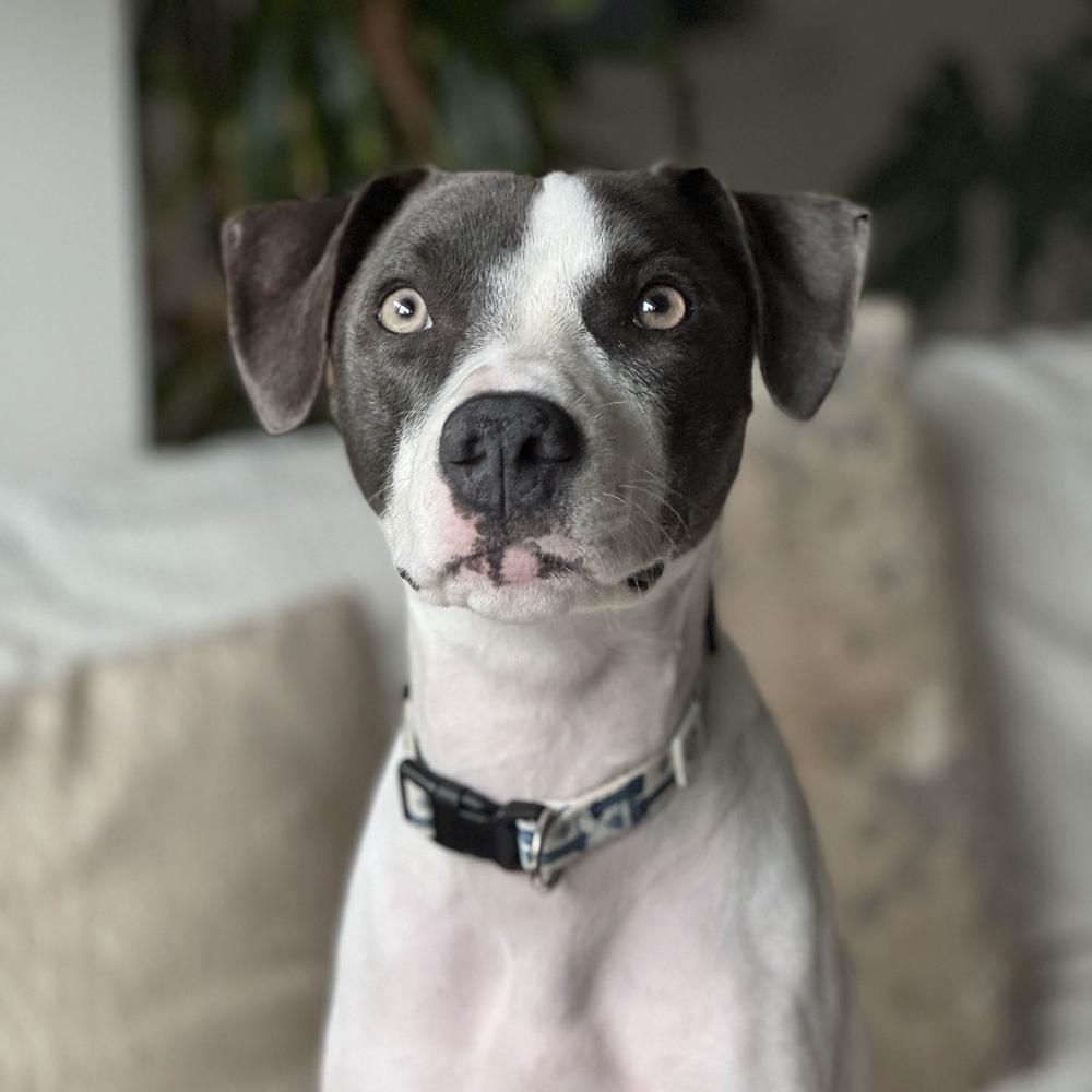 Enlarge Fern - AVAILABLE, a Adoptable mixed breed in Seattle, WA image 5/6