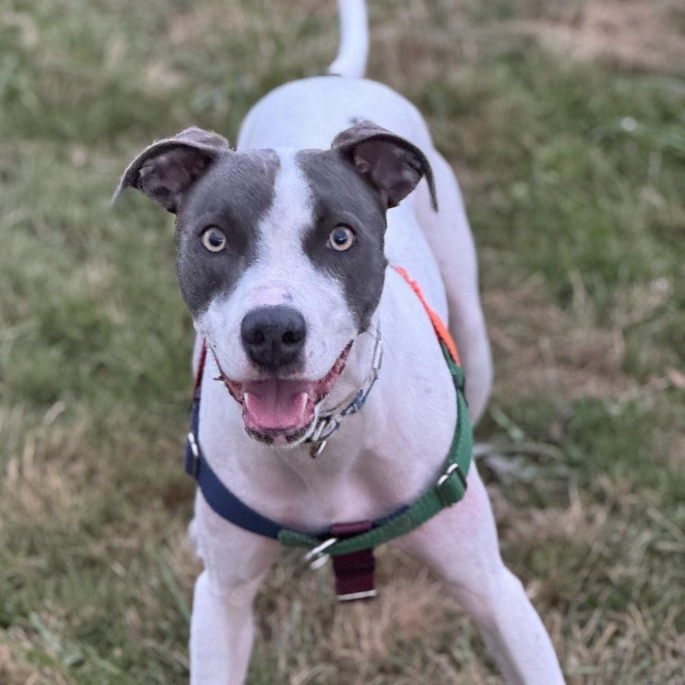 Fern - AVAILABLE, Adoptable, Adult Female Pit Bull Terrier.