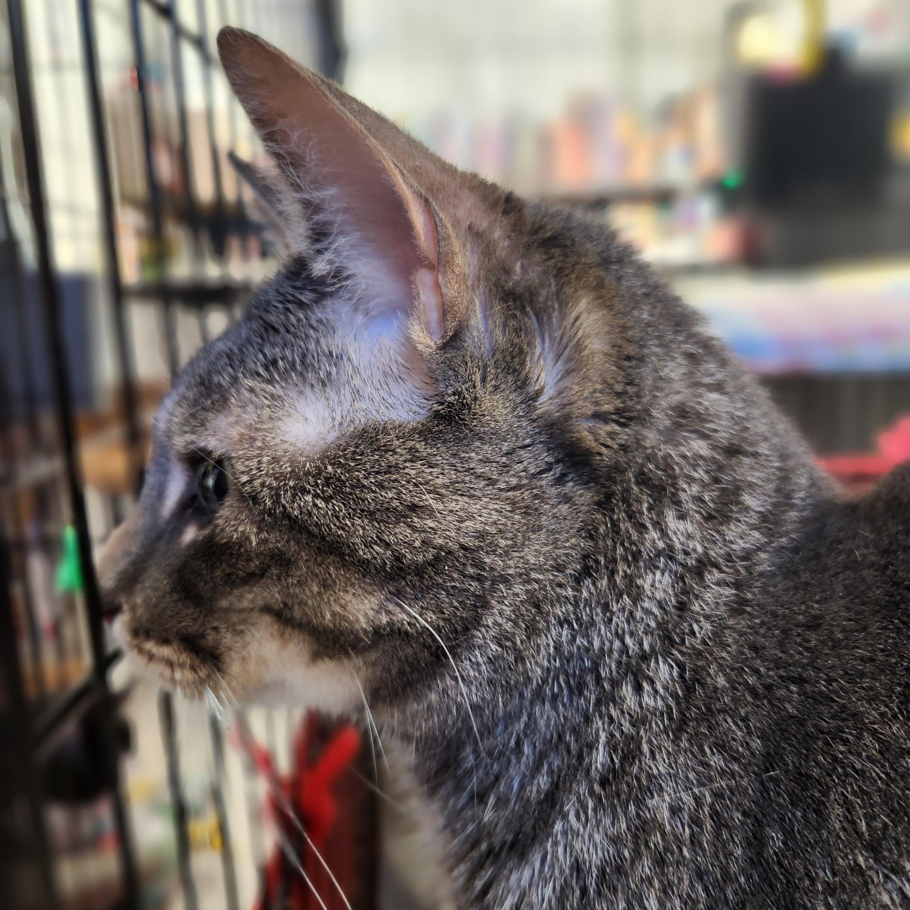 Enlarge Harriet, a ADOPTABLE Domestic Short Hair in Stanhope, NJ image 4/5
