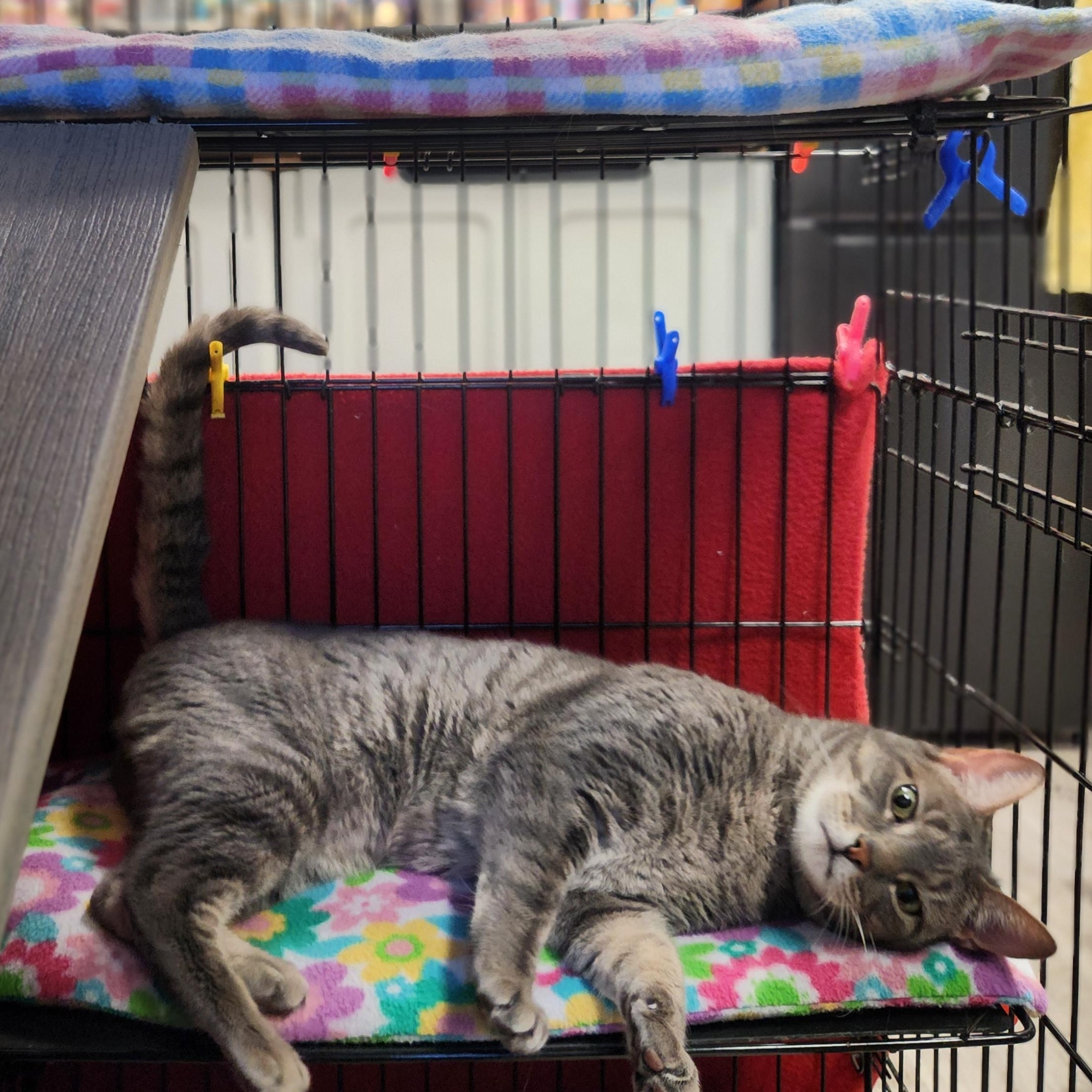 Enlarge Harriet, a ADOPTABLE Domestic Short Hair in Stanhope, NJ image 2/5
