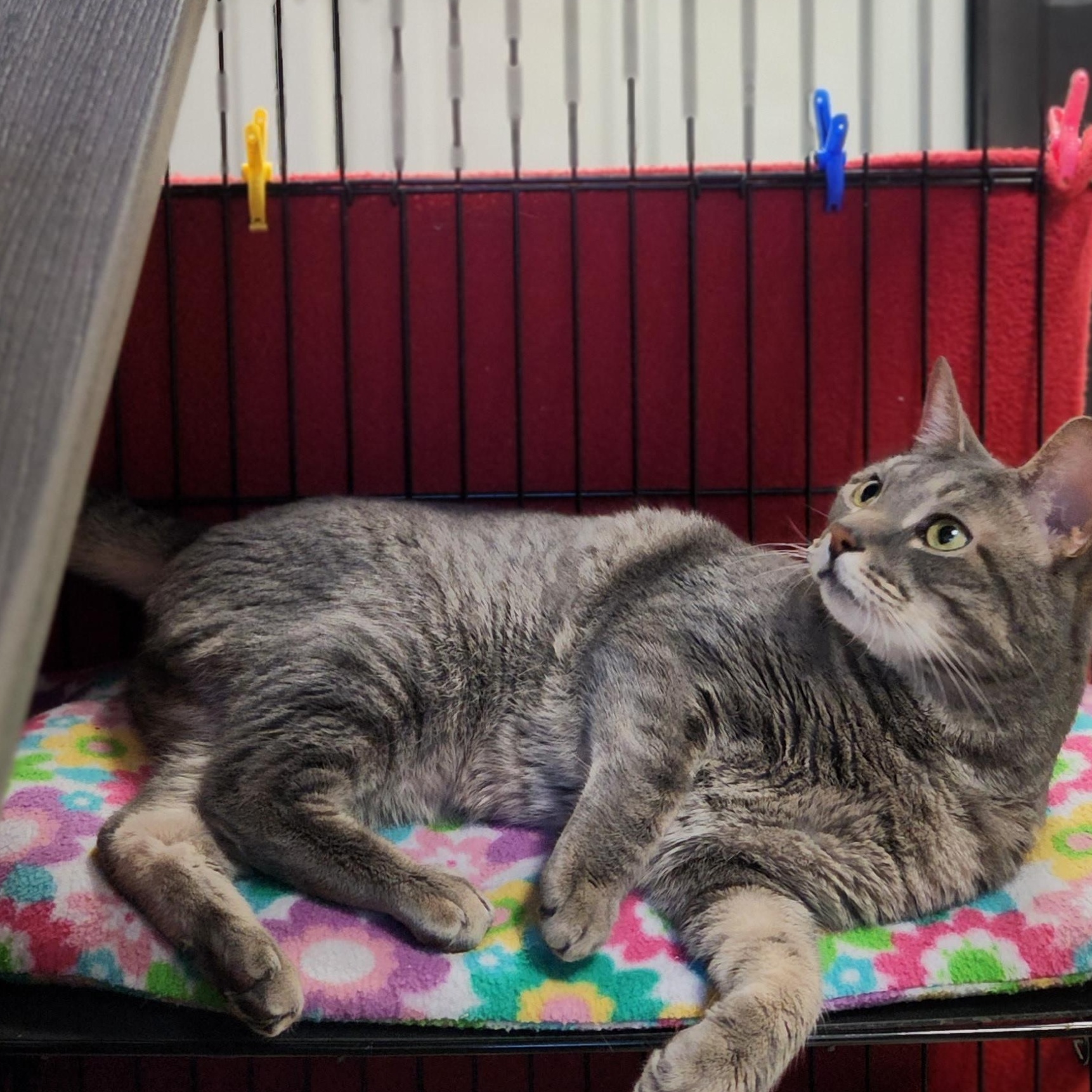 Enlarge Harriet, a ADOPTABLE Domestic Short Hair in Stanhope, NJ image 5/5