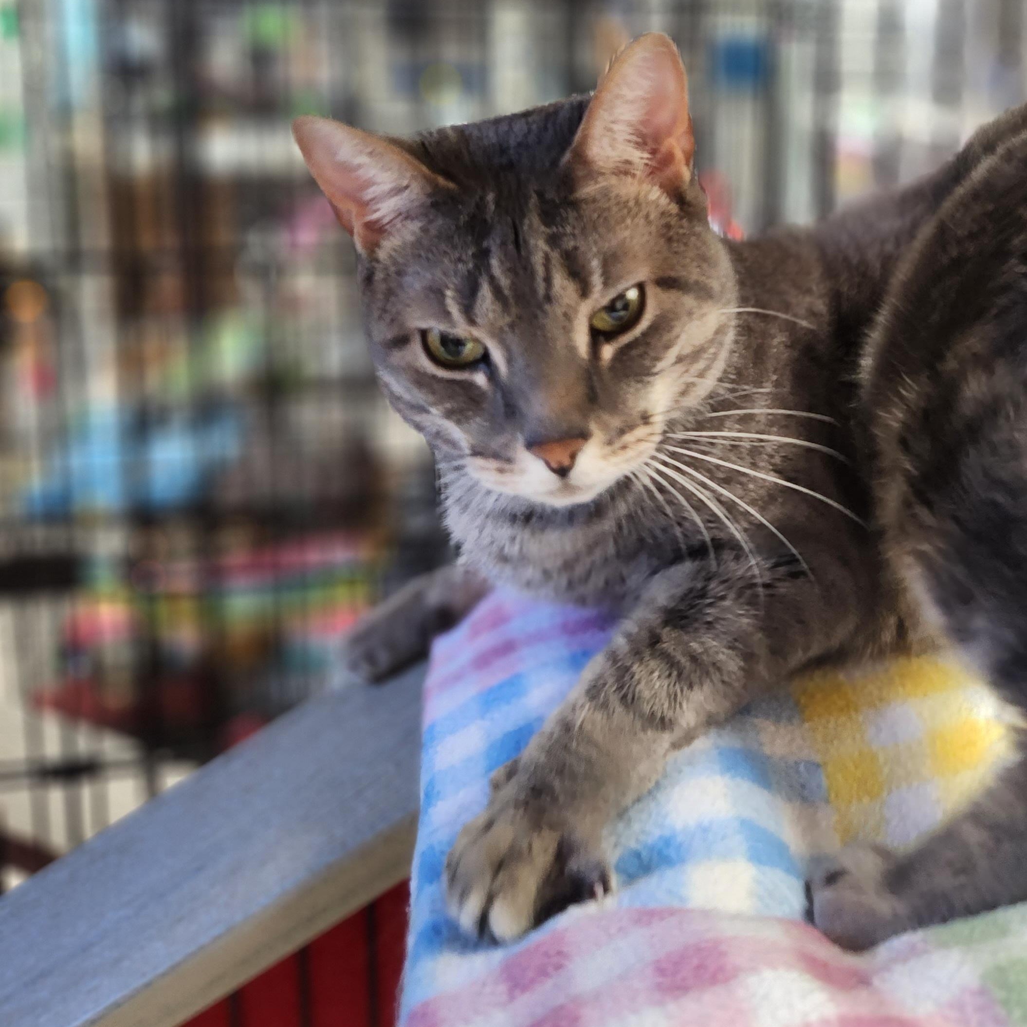 Harriet, ADOPTABLE, Adult Female Domestic Short Hair.