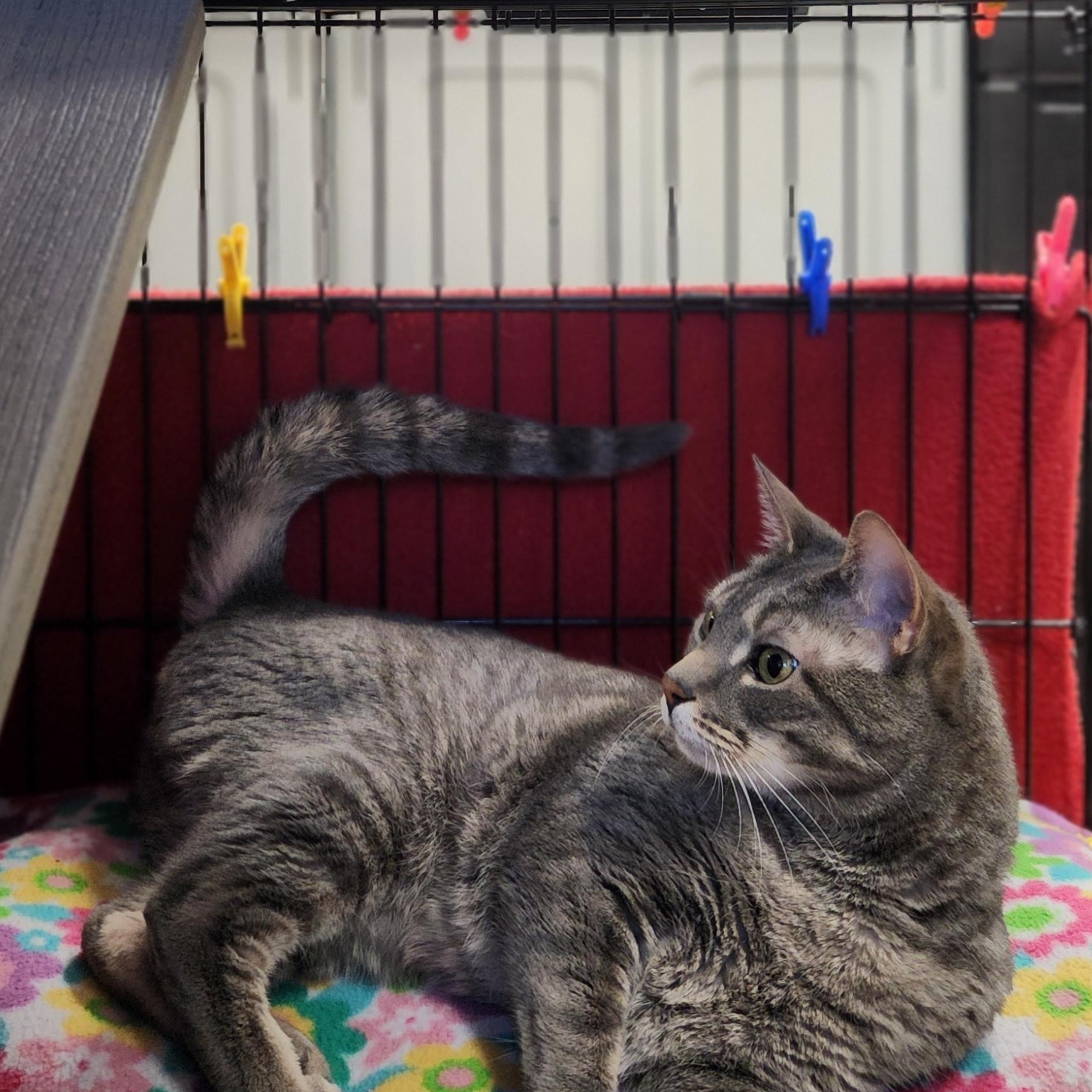 Enlarge Harriet, a ADOPTABLE Domestic Short Hair in Stanhope, NJ image 3/5