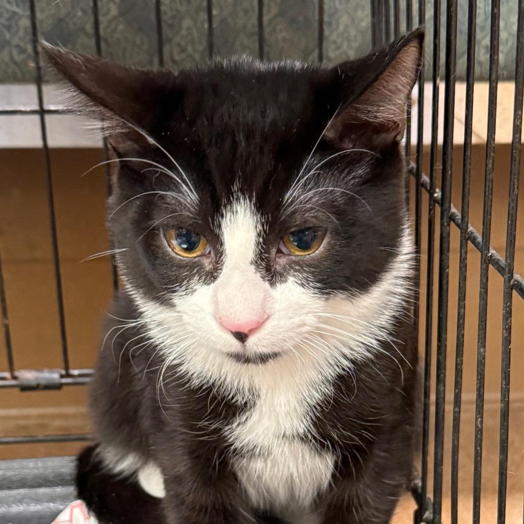 Enlarge Stark Tower, a Adoptable Domestic Short Hair in Westminster, CA image 1/2