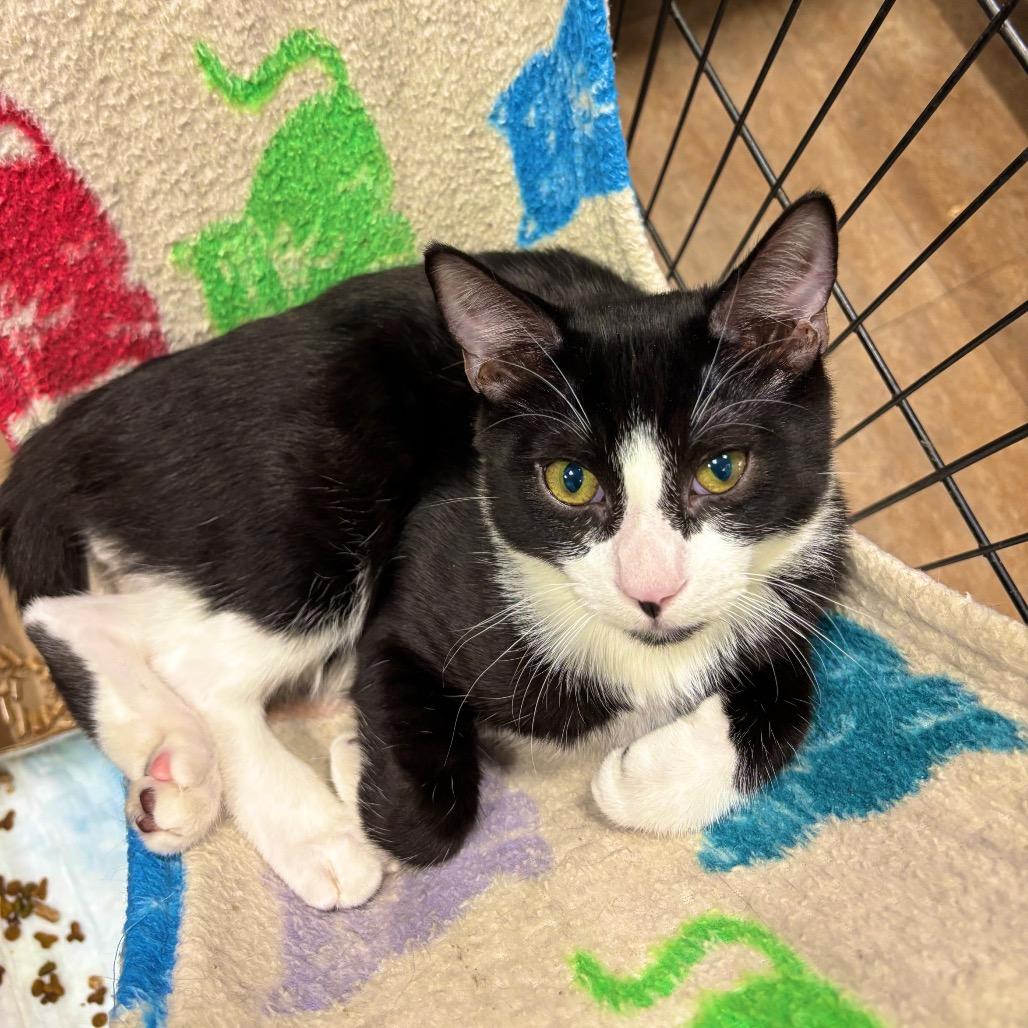 Enlarge Stark Tower, a Adoptable Domestic Short Hair in Westminster, CA image 2/2