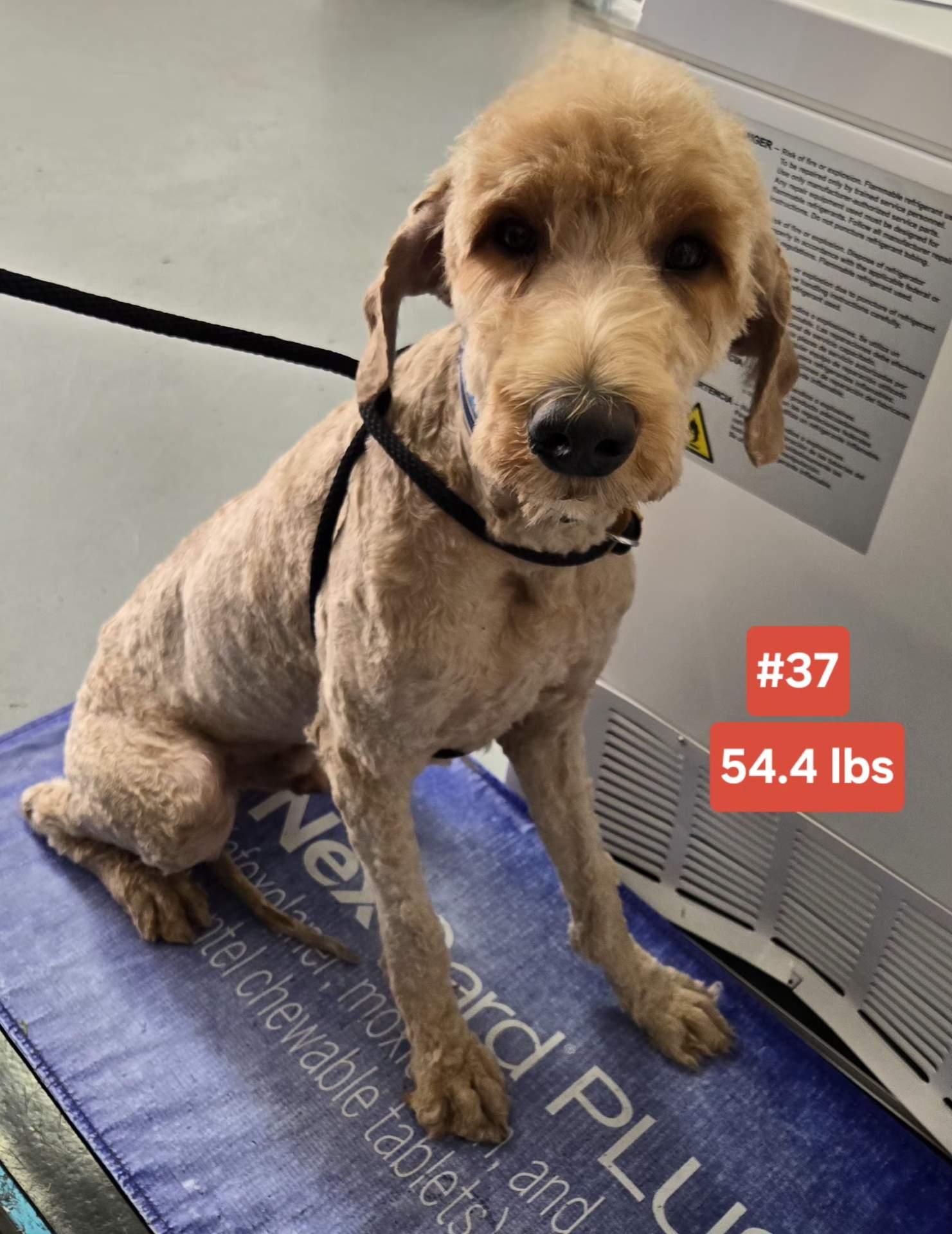 Enlarge WALDORF   $375, a ADOPTABLE mixed breed in Milwaukee, WI image 1/1