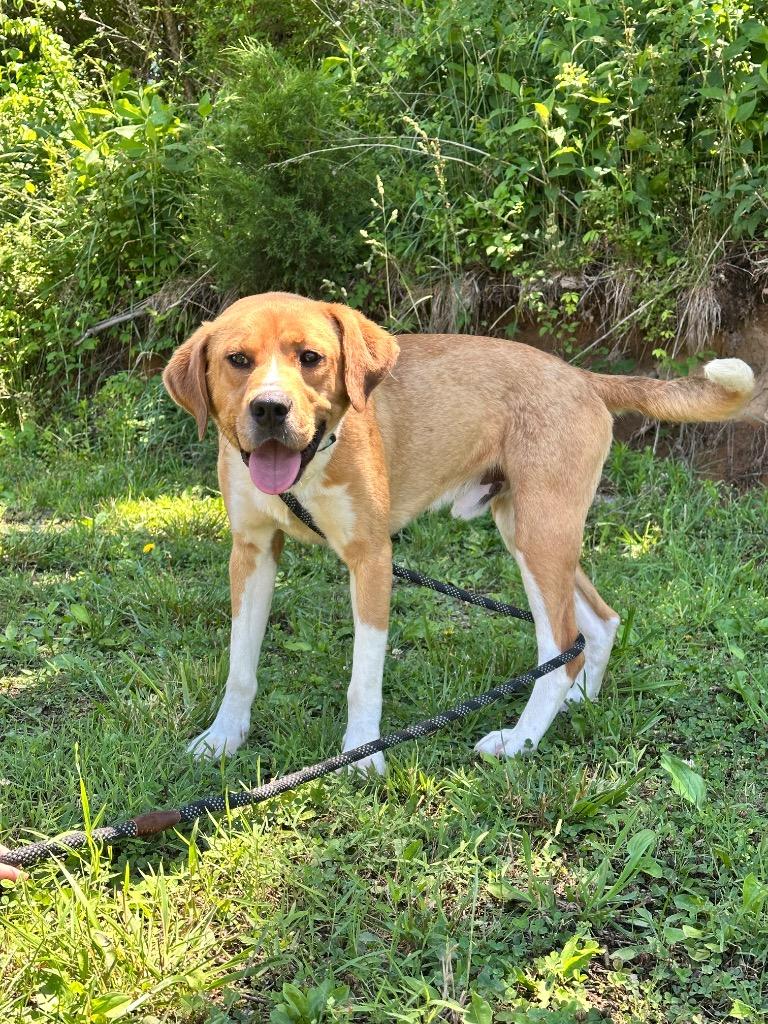 Big Boy, Adoptable, Young Male Catahoula Leopard Dog & Mixed Breed.