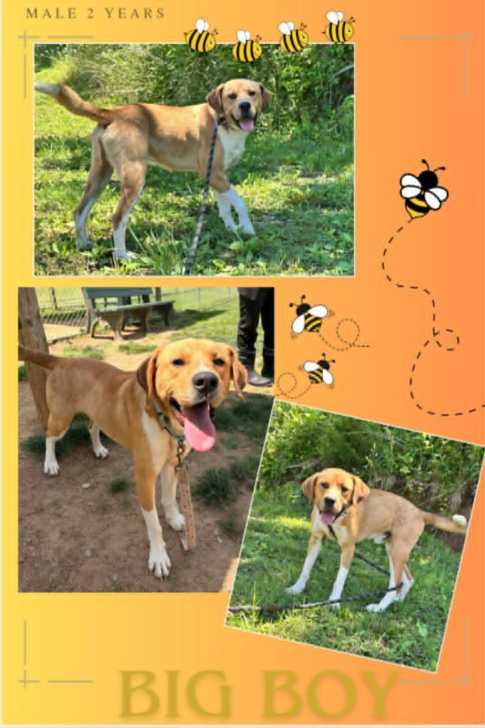 Enlarge Big Boy, a Adoptable mixed breed in Blountville, TN image 1/1