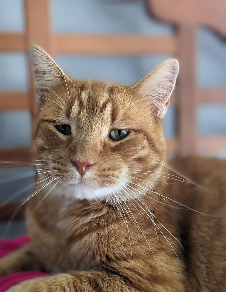 Mr. Peepers, a Adoptable Domestic Short Hair in Sparta, WI image 1/5