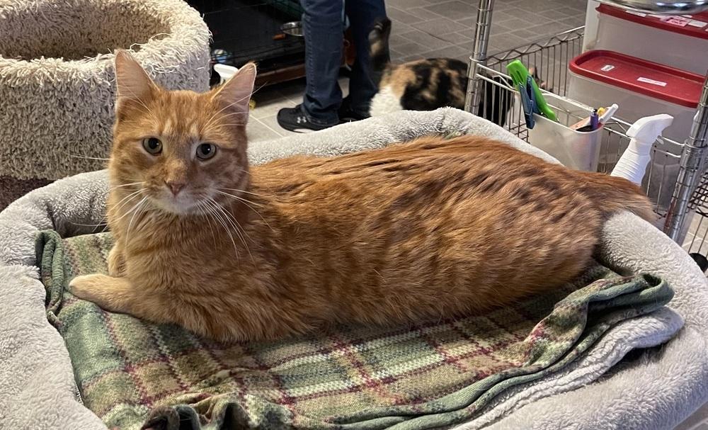 Mr. Peepers, a Adoptable Domestic Short Hair in Sparta, WI image 1/4