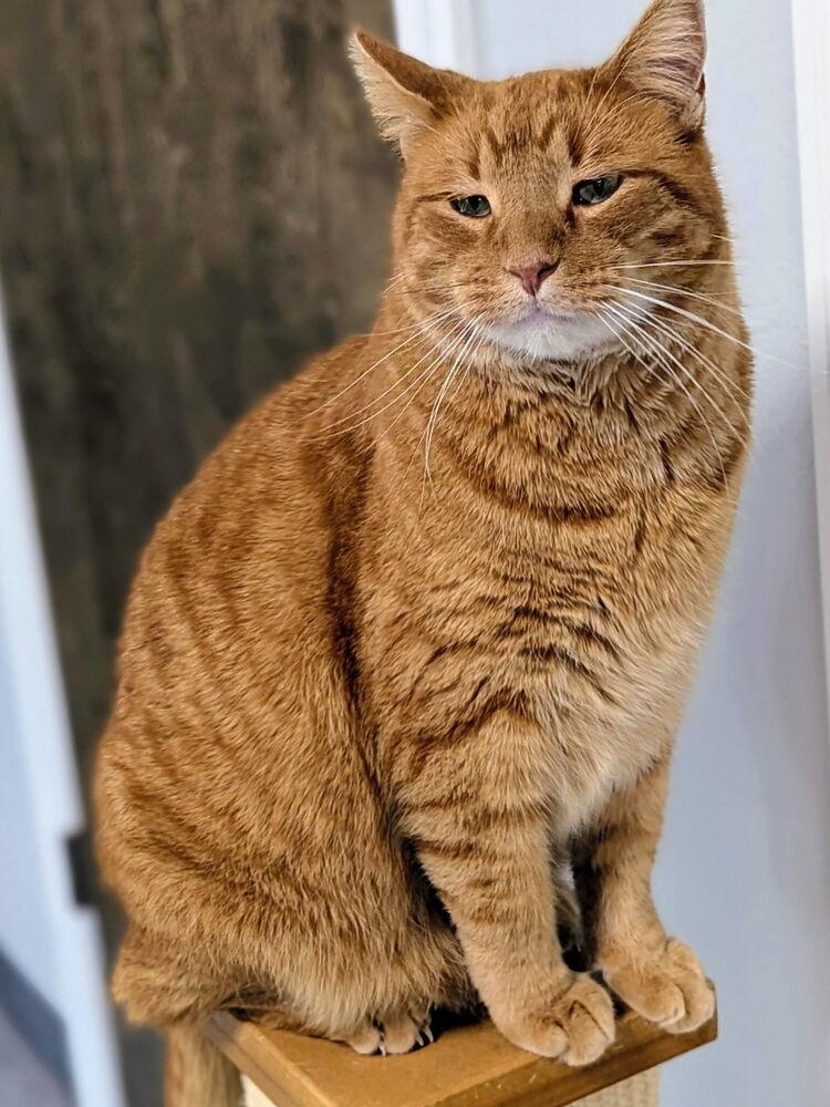Mr. Peepers, a Adoptable Domestic Short Hair in Sparta, WI image 3/5