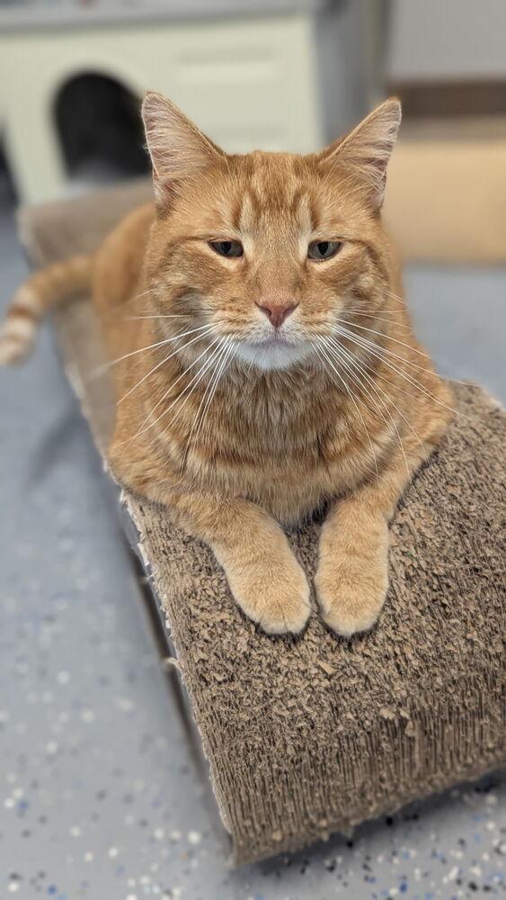 Mr. Peepers, a Adoptable Domestic Short Hair in Sparta, WI image 4/5