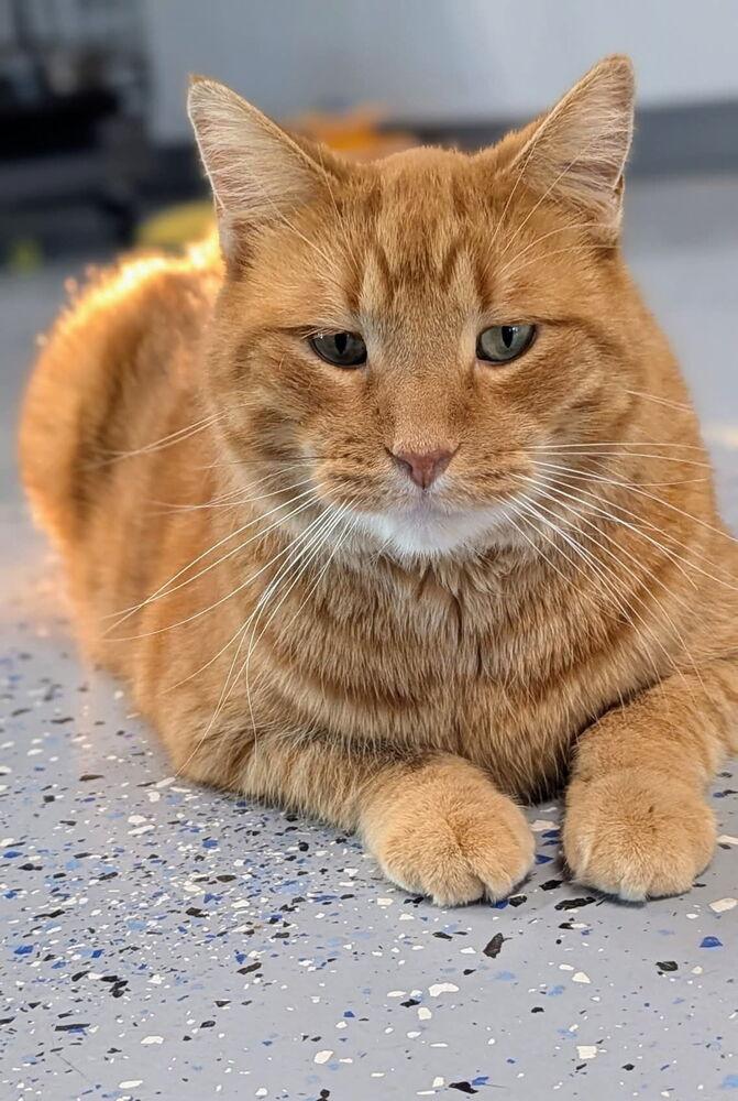 Mr. Peepers, a Adoptable Domestic Short Hair in Sparta, WI image 5/5
