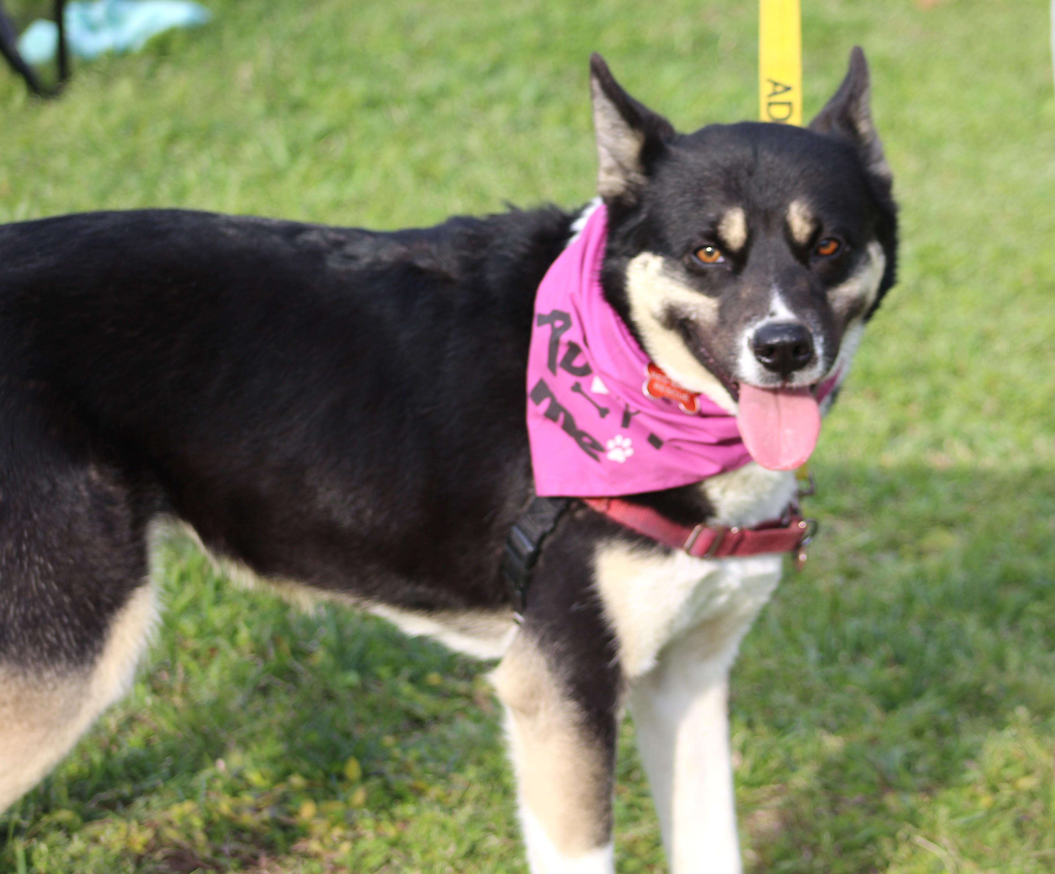 Angie, an adoptable Siberian Husky, Shepherd in Clayton, NC, 27520 | Photo Image 3