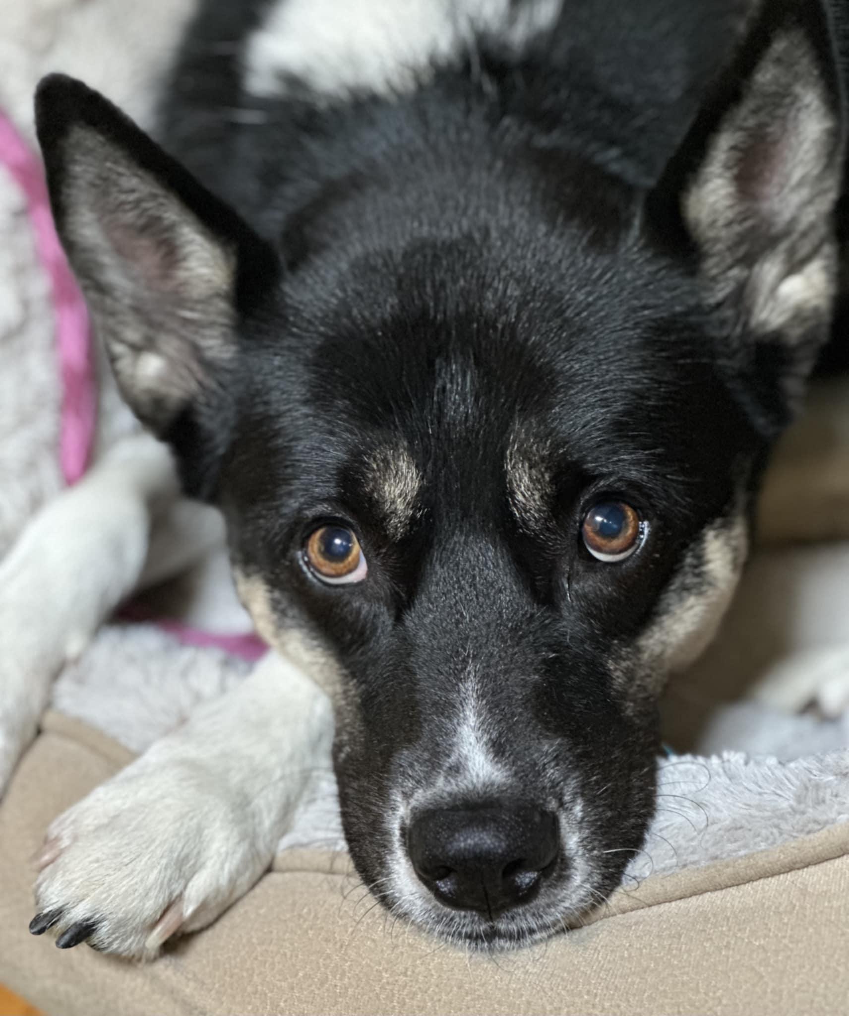Angie, an adoptable Siberian Husky, Shepherd in Clayton, NC, 27520 | Photo Image 2
