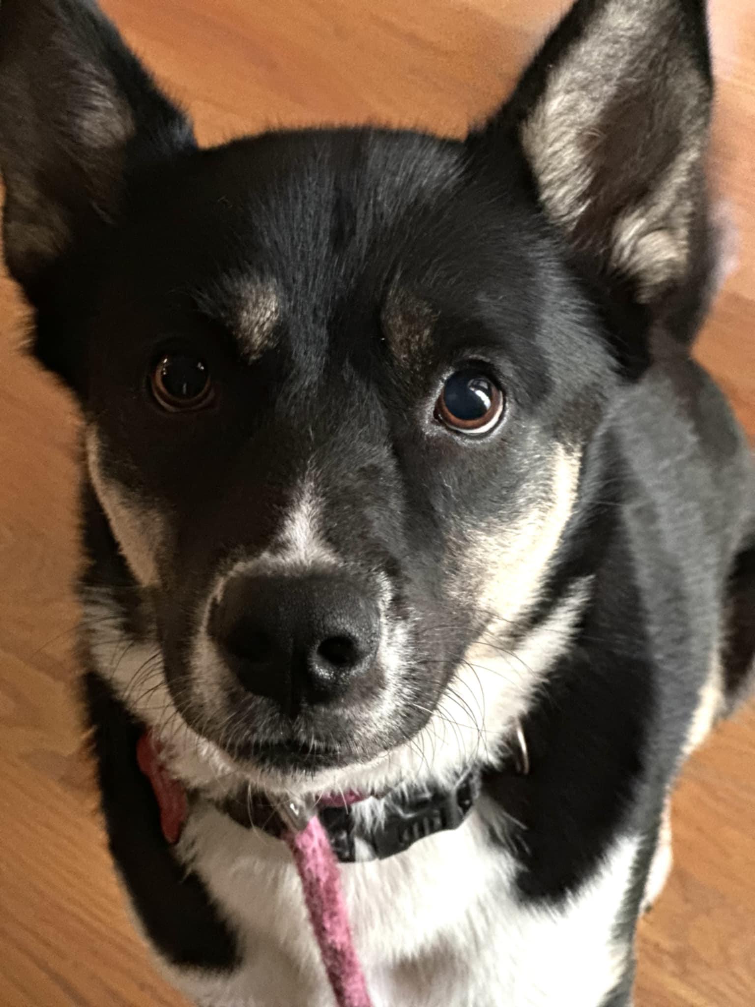 Angie, an adoptable Siberian Husky, Shepherd in Clayton, NC, 27520 | Photo Image 1
