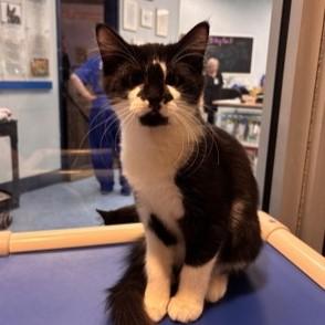 Pretzel, adoptable, Young Male Domestic Short Hair.