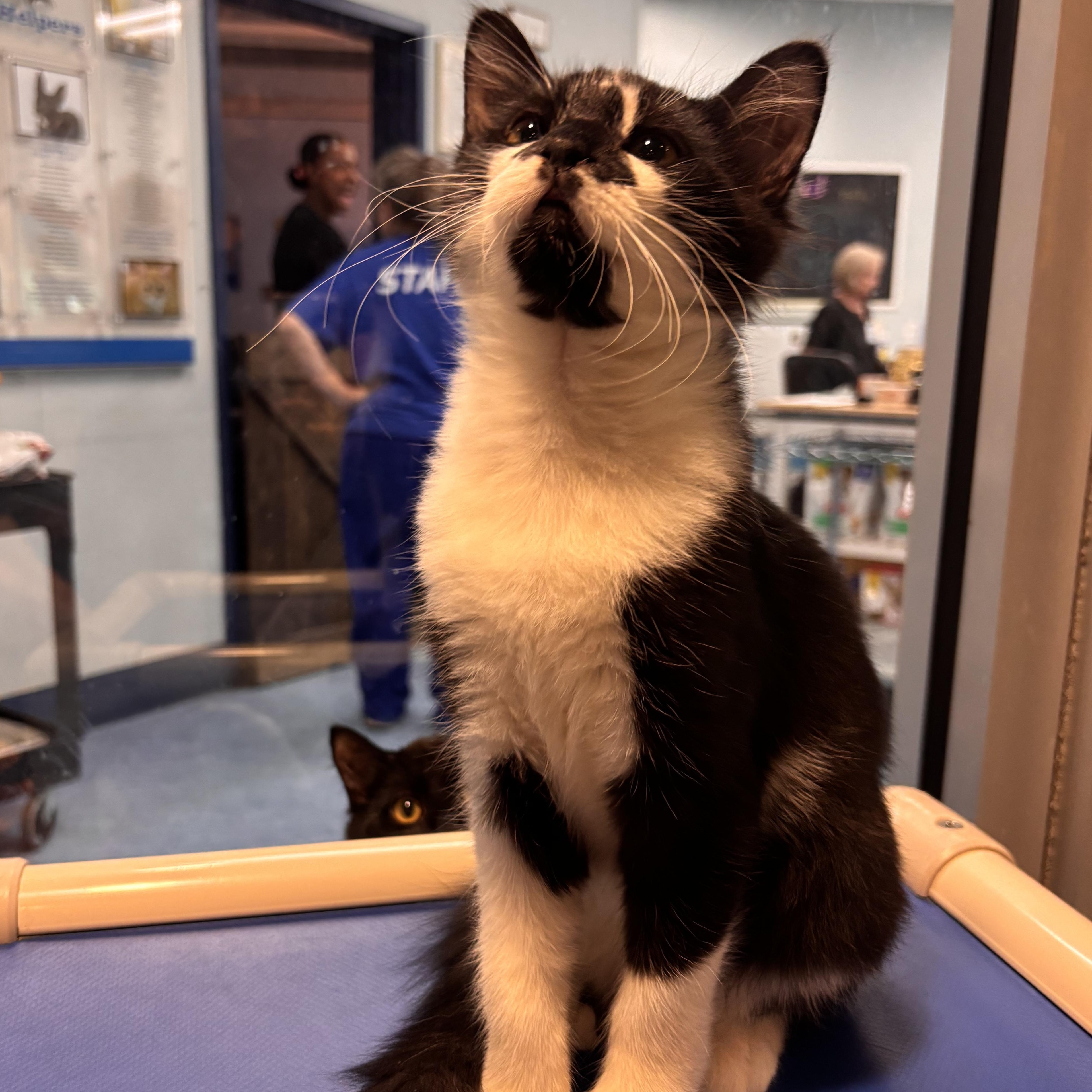 Enlarge Pretzel, an adoptable Domestic Short Hair in Charleston, SC image 3/3