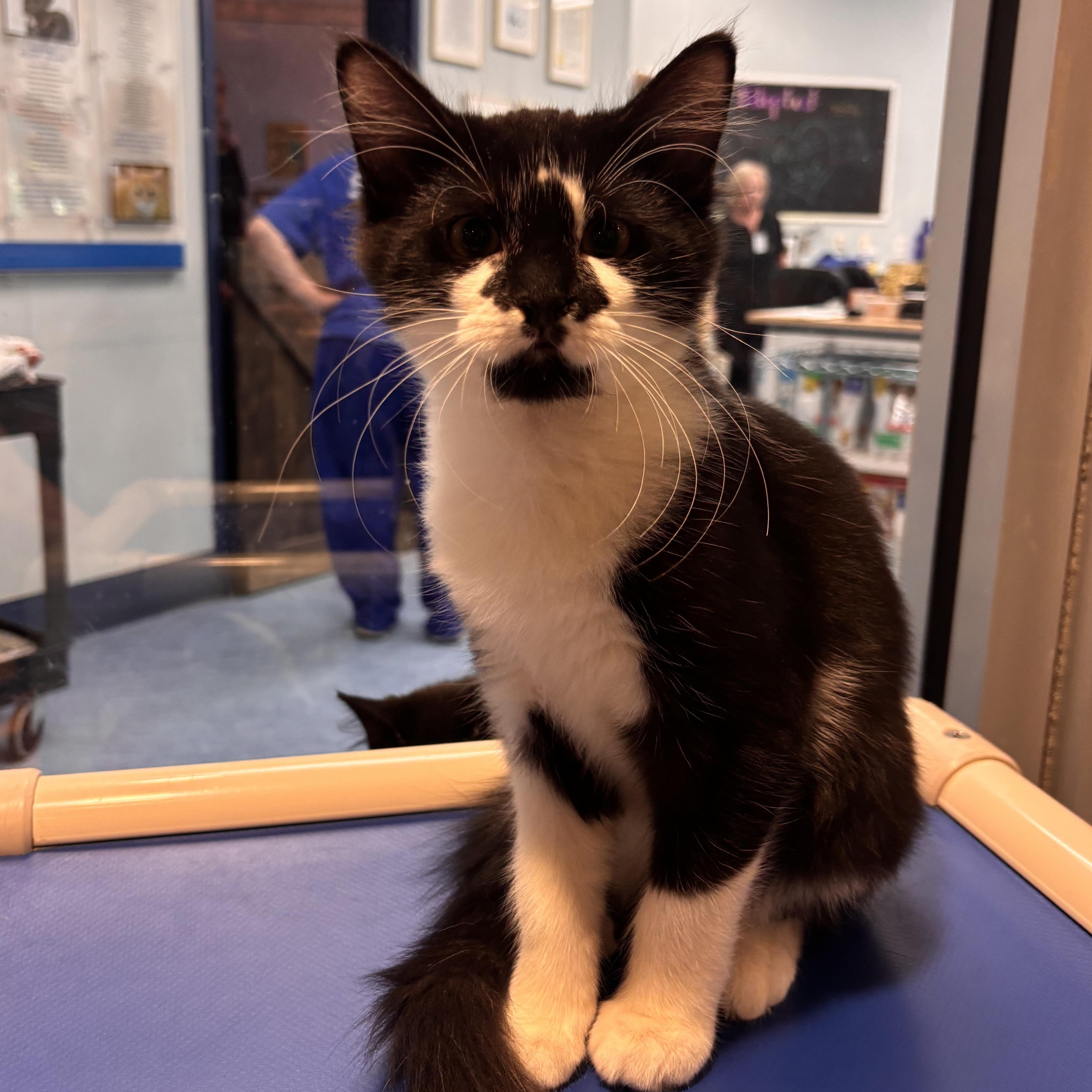 Enlarge Pretzel, an adoptable Domestic Short Hair in Charleston, SC image 2/3