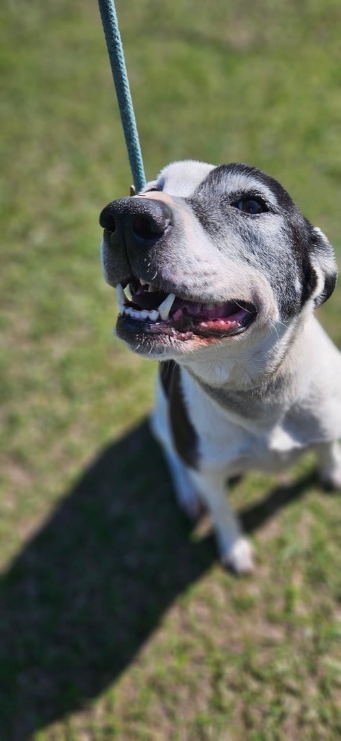 Daisy photo 3