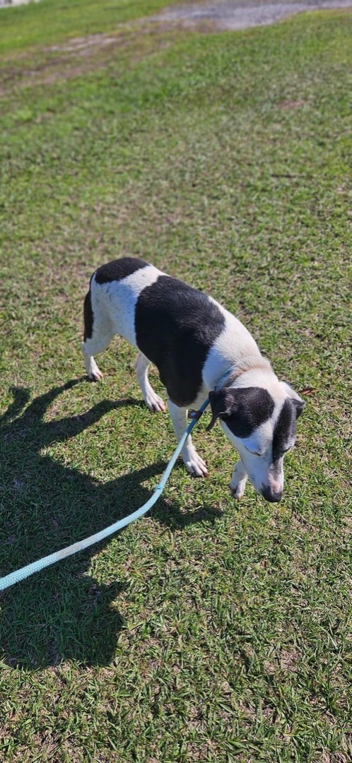 Daisy photo 5