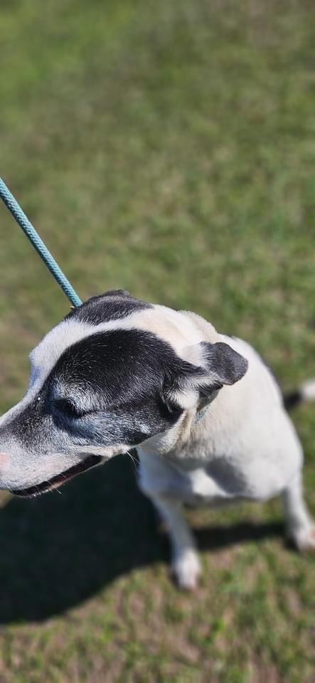 Daisy, Adult Female Beagle