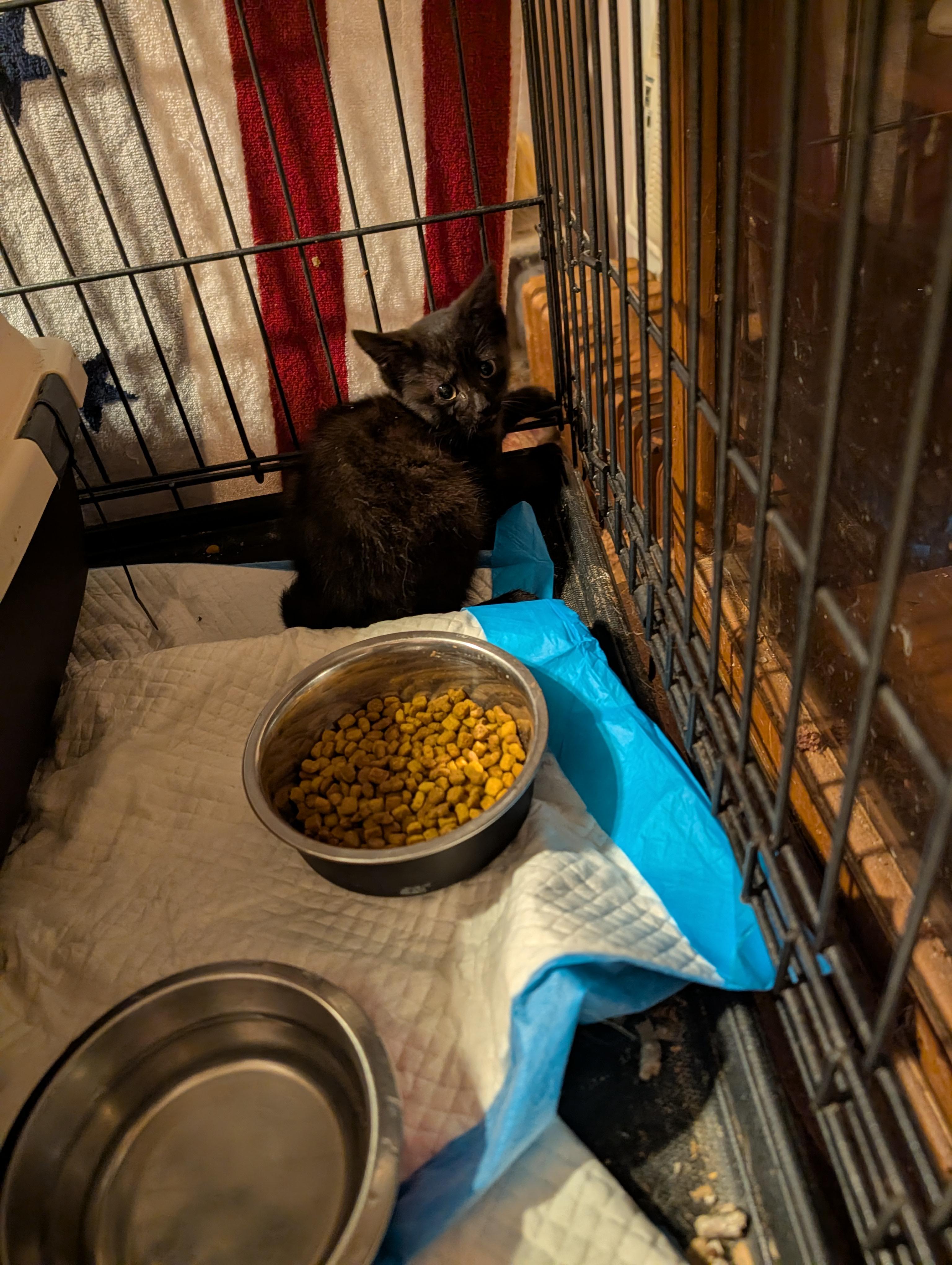 Enlarge Sadie, a Adopted Domestic Short Hair in Hazlet, NJ image 3/3