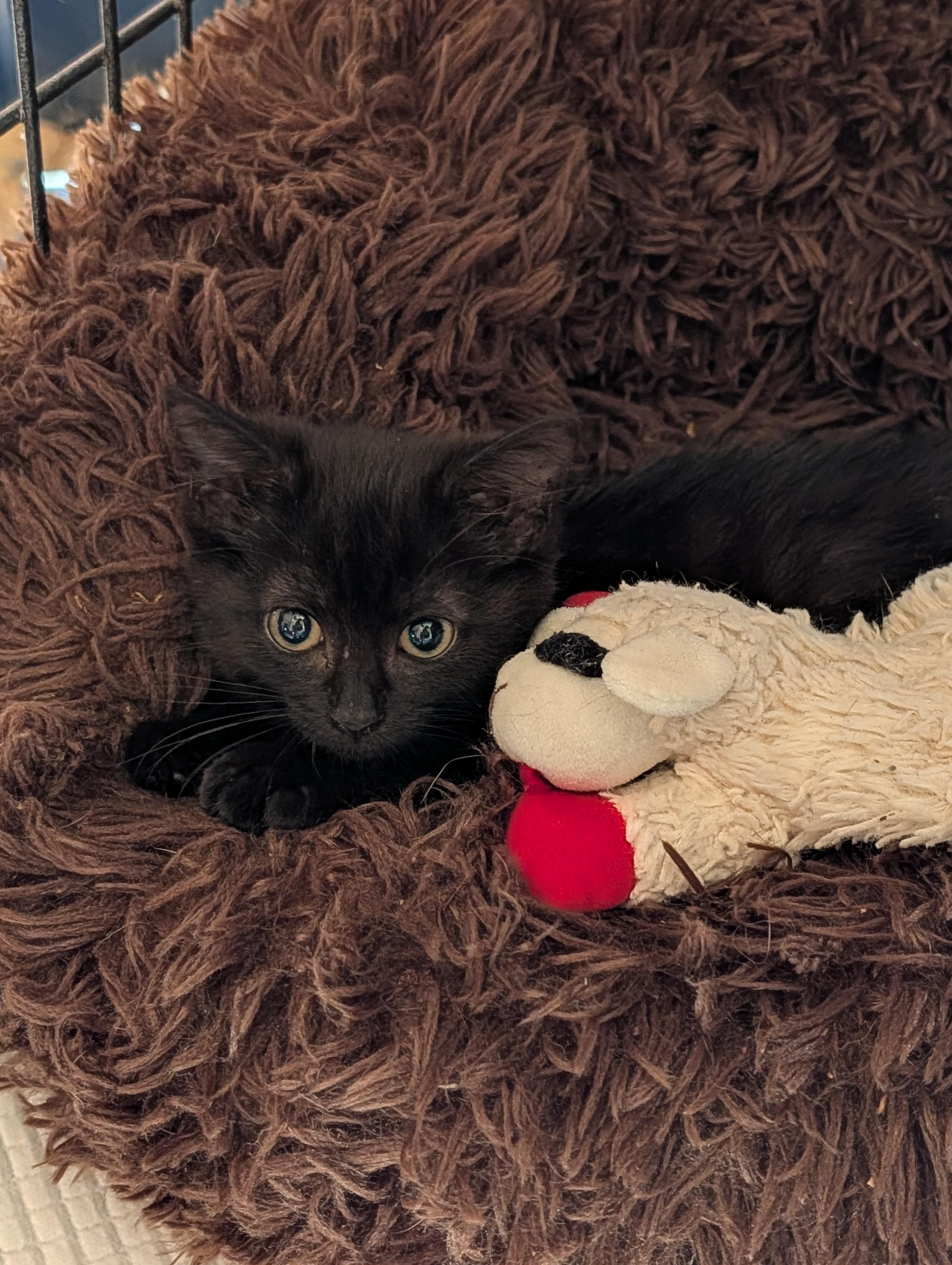 Enlarge Sadie, a Adopted Domestic Short Hair in Hazlet, NJ image 1/3