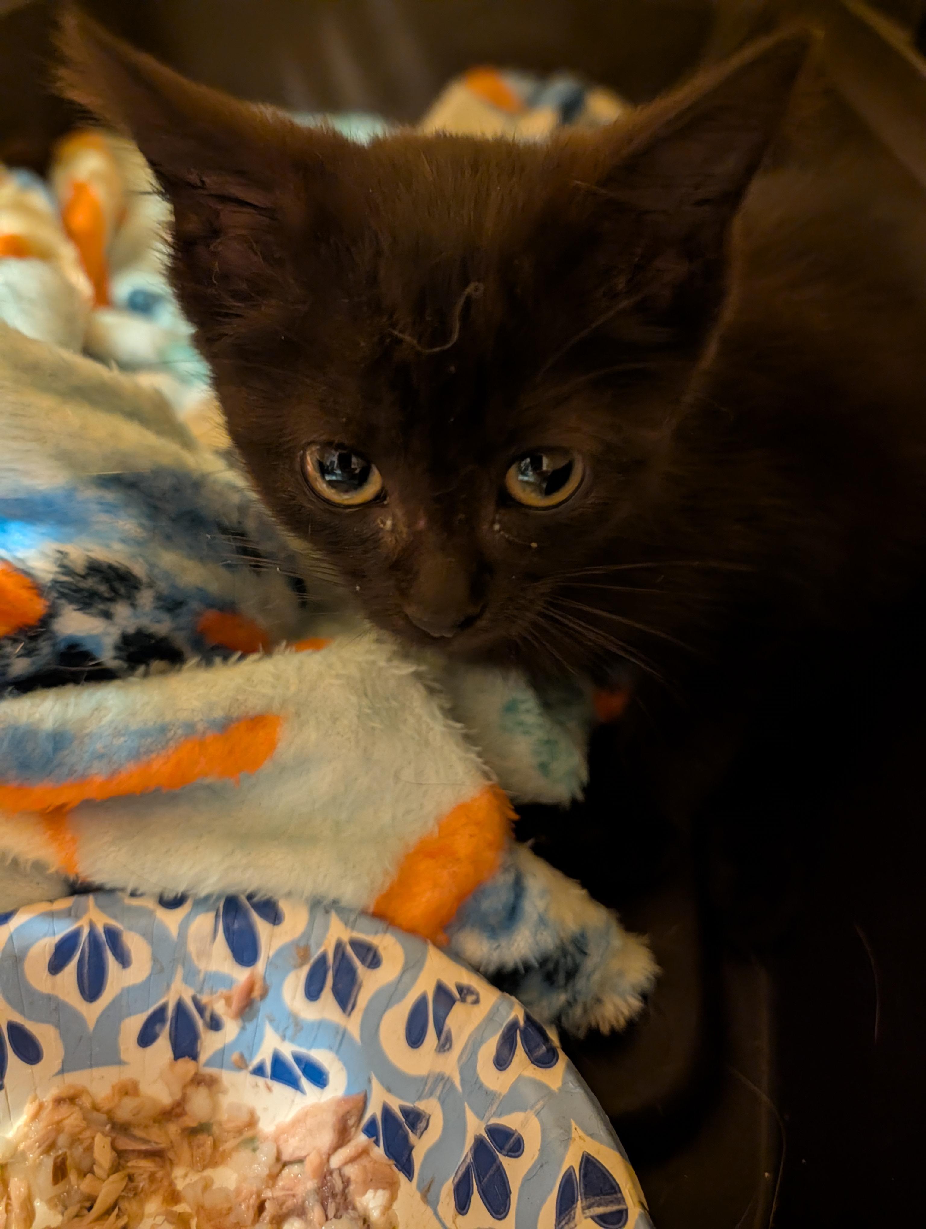 Enlarge Sadie, a Adopted Domestic Short Hair in Hazlet, NJ image 2/3