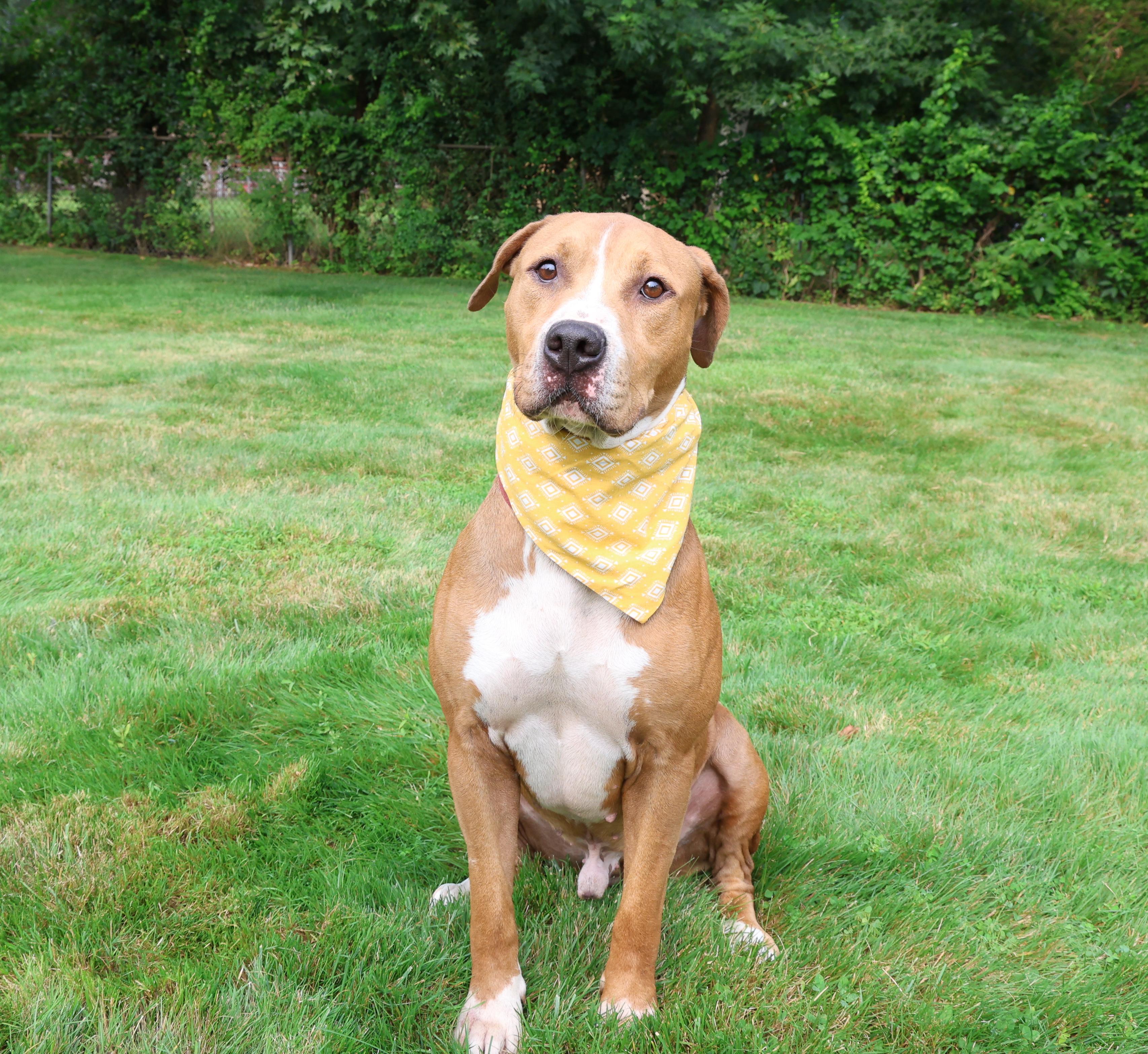 Enlarge Charlie Brown, a Adoptable mixed breed in Islip Terrace, NY image 2/2