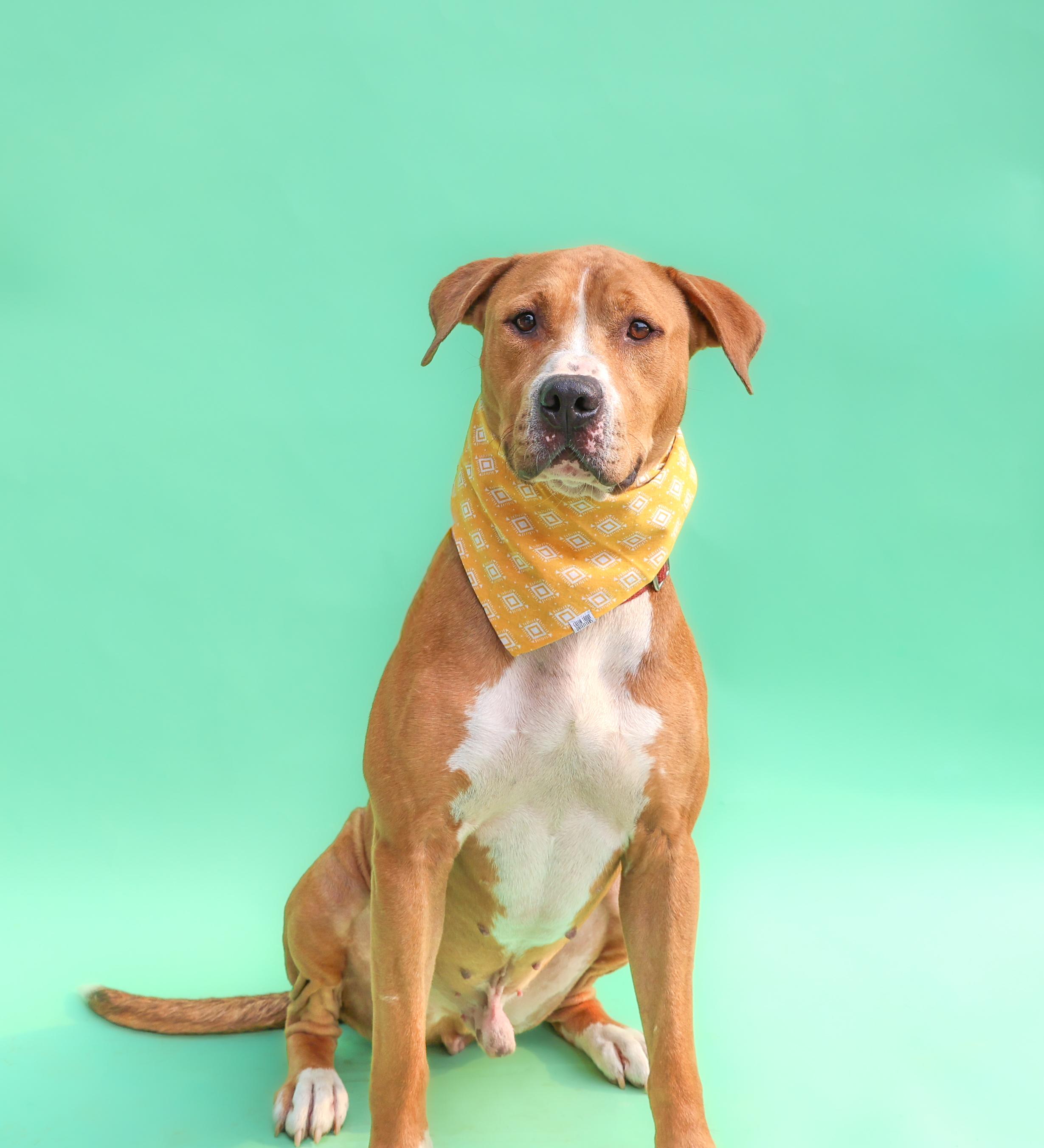Enlarge Charlie Brown, a Adoptable mixed breed in Islip Terrace, NY image 1/2