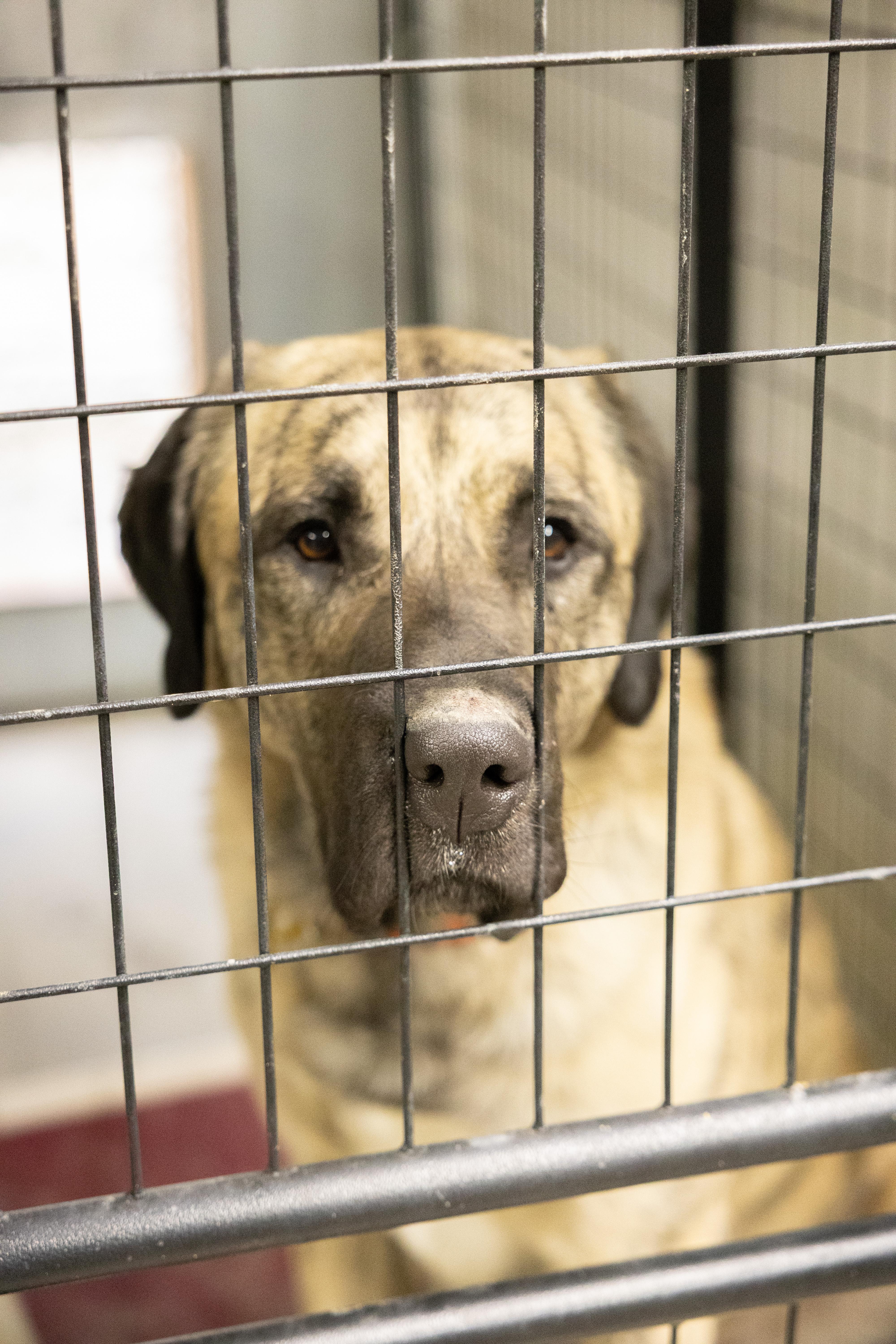 Enlarge Biggie, a ADOPTABLE mixed breed in Libby, MT image 2/2