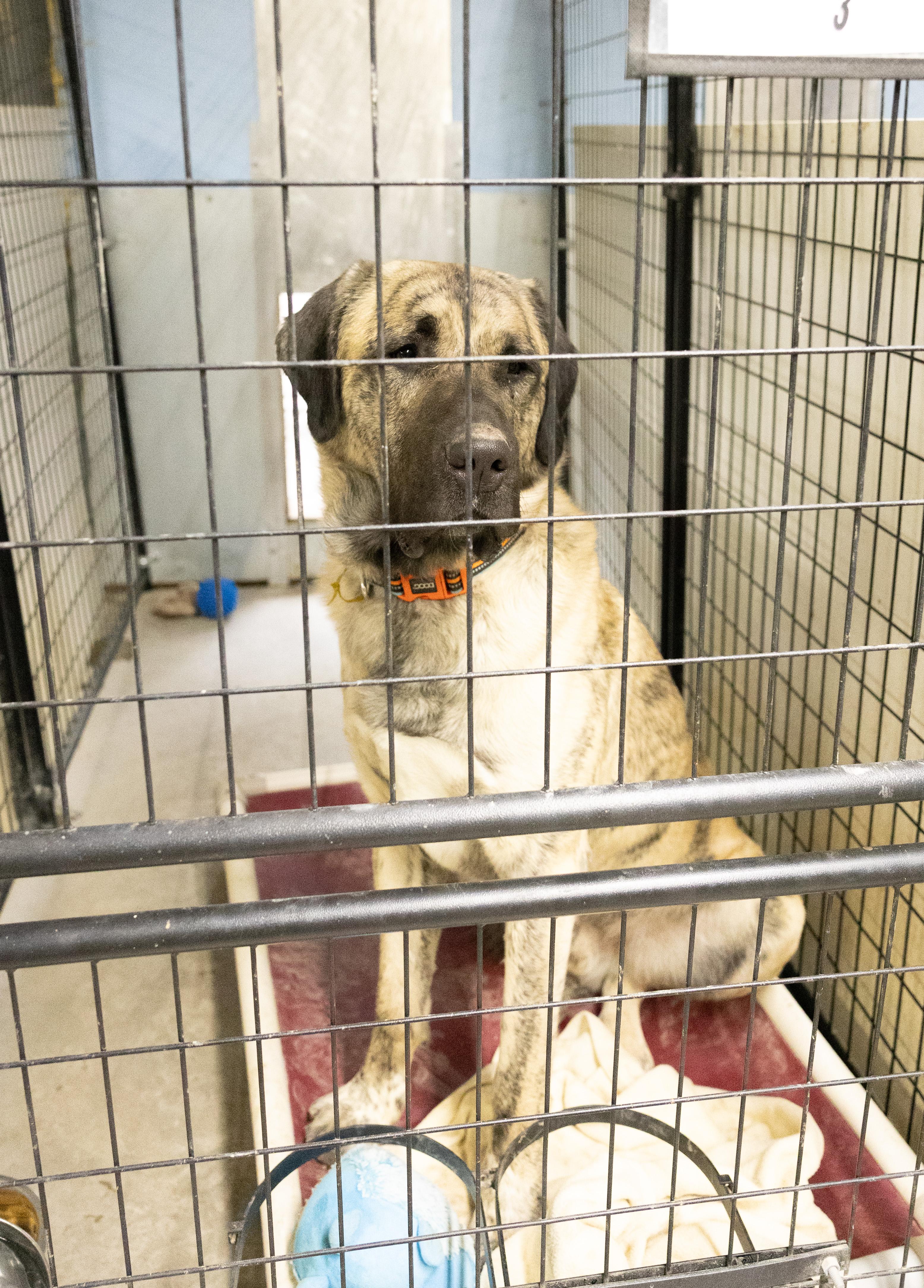 Enlarge Biggie, a ADOPTABLE mixed breed in Libby, MT image 1/2