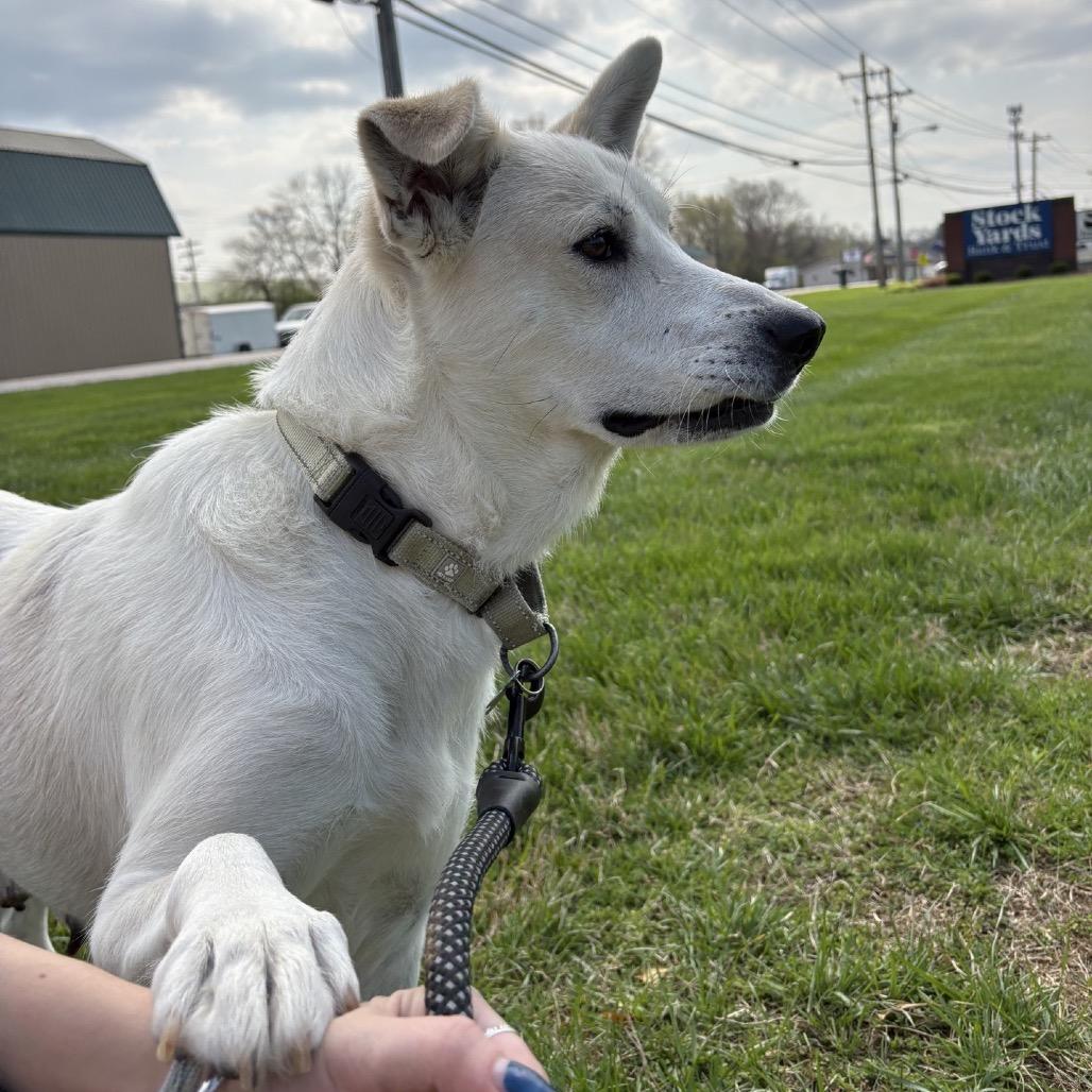Claire, a Adoptable mixed breed in La Grange, KY image 4/6