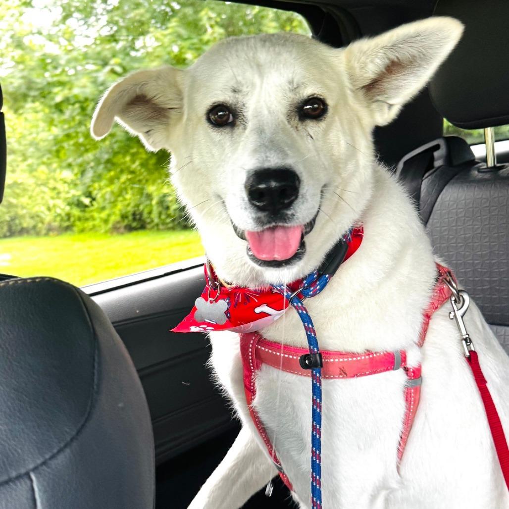 Claire, a Adoptable mixed breed in La Grange, KY image 1/6