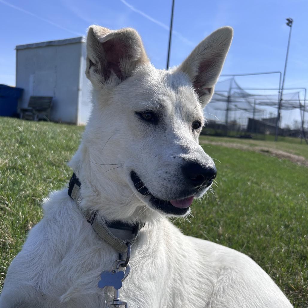 Claire, a Adoptable mixed breed in La Grange, KY image 5/6