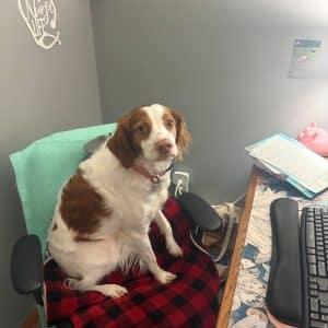 Enlarge Copper 20044150 WI, an adopted Brittany Spaniel in Manitowoc, WI image 3/4