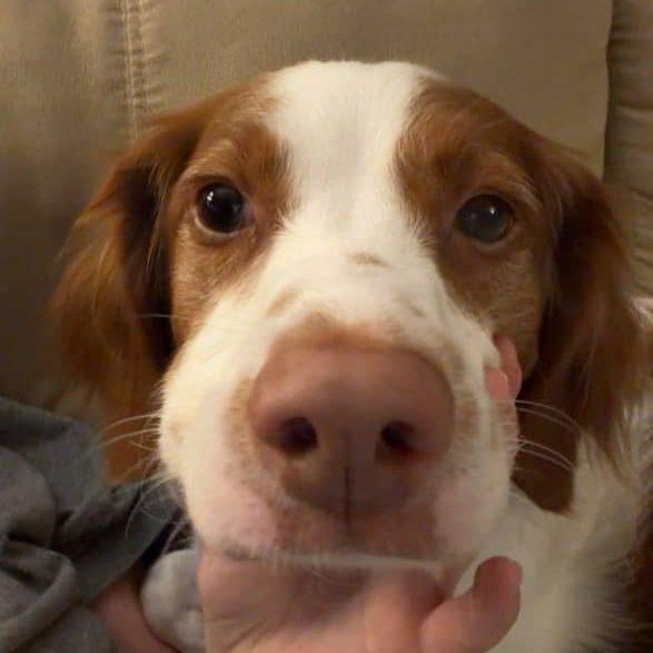 Copper 20044150 WI, adopted, Adult Male Brittany Spaniel.