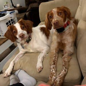 Enlarge Copper 20044150 WI, an adopted Brittany Spaniel in Manitowoc, WI image 2/4