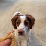 Enlarge Copper 20044150 WI, an adopted Brittany Spaniel in Manitowoc, WI image 4/4