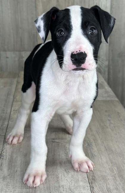Enlarge Harbor, a Adoptable mixed breed in Shreveport, LA image 1/2