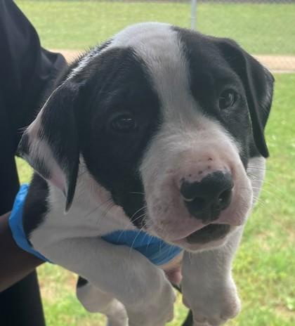 Enlarge Harbor, a Adoptable mixed breed in Shreveport, LA image 2/2