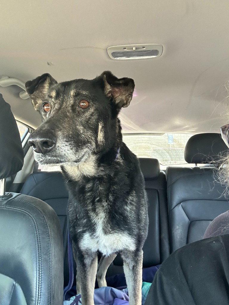 Lolo, Adoptable, Senior Female German Shepherd Dog.