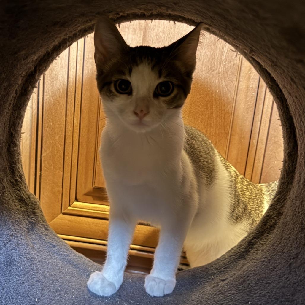 Enlarge Oliver, a Adoptable Domestic Short Hair in Pleasanton, CA image 1/4