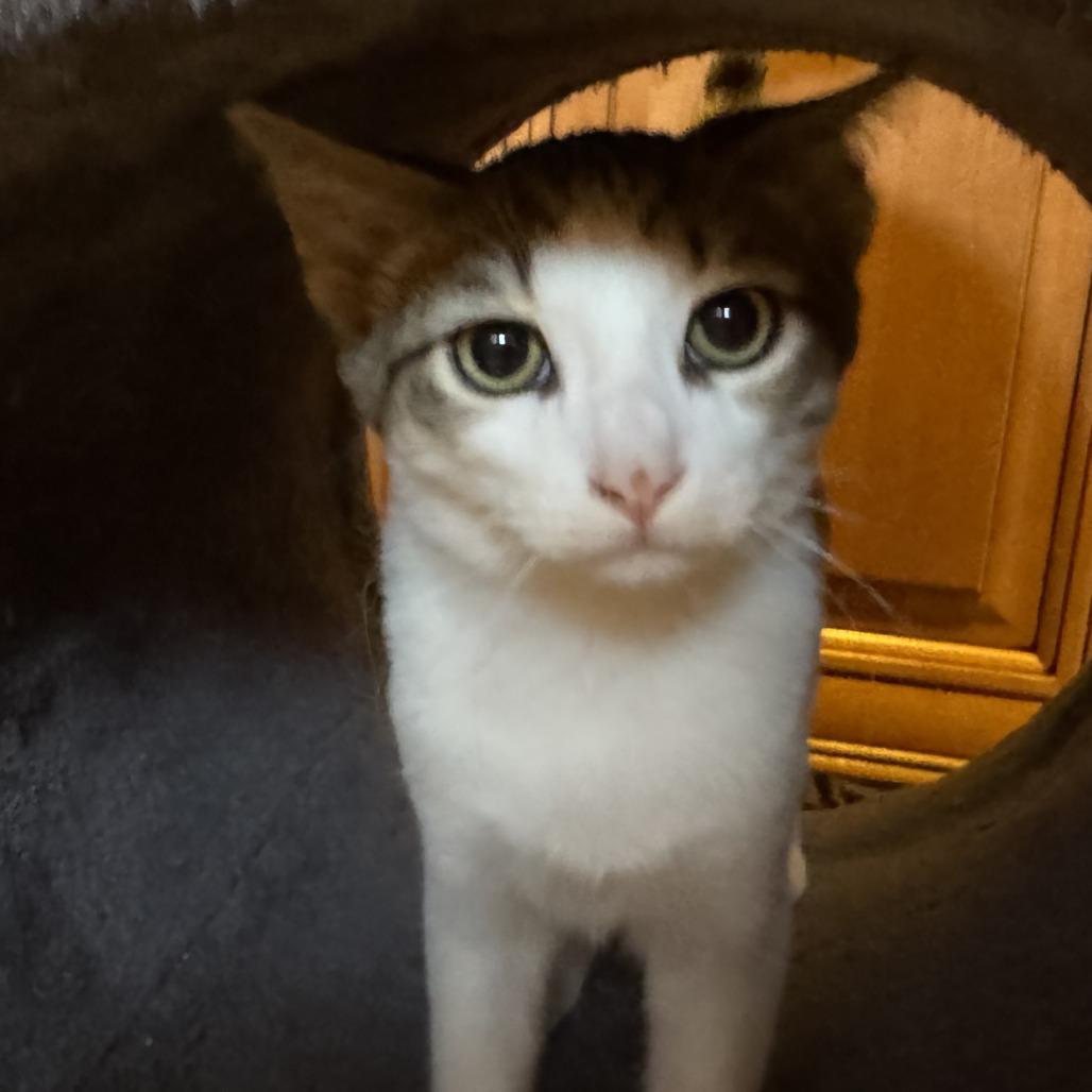 Enlarge Oliver, a Adoptable Domestic Short Hair in Pleasanton, CA image 2/4