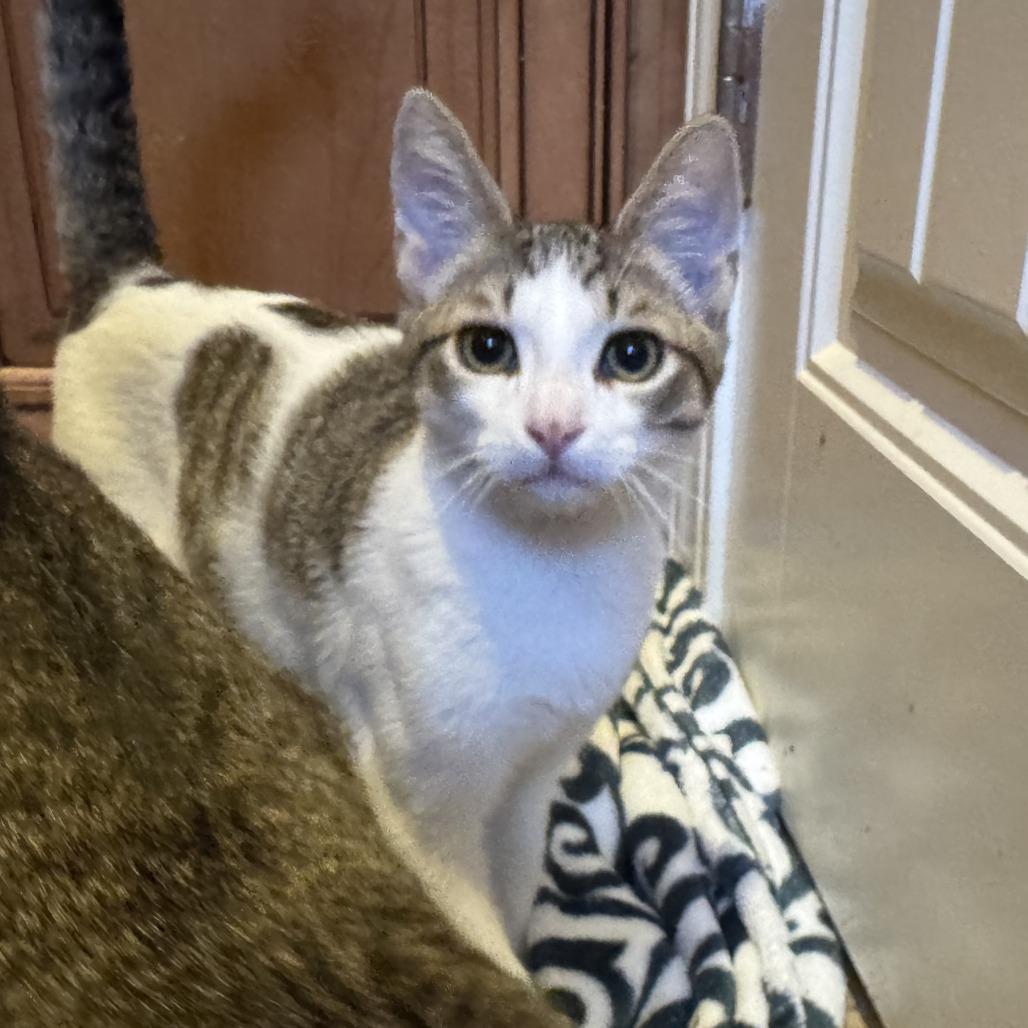 Enlarge Oliver, a Adoptable Domestic Short Hair in Pleasanton, CA image 3/4