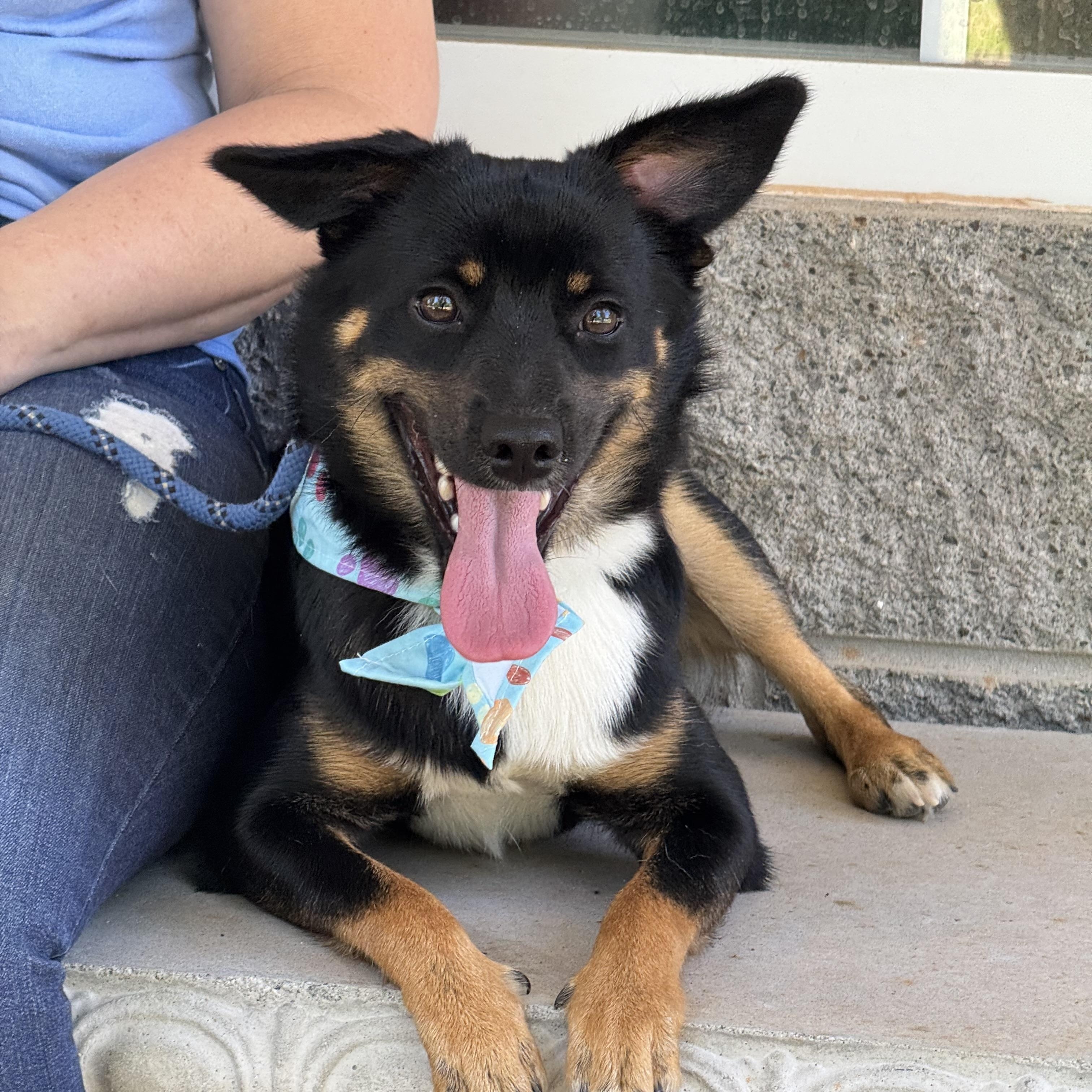 Gulliver, a ADOPTABLE mixed breed in Richmond, VA image 2/6